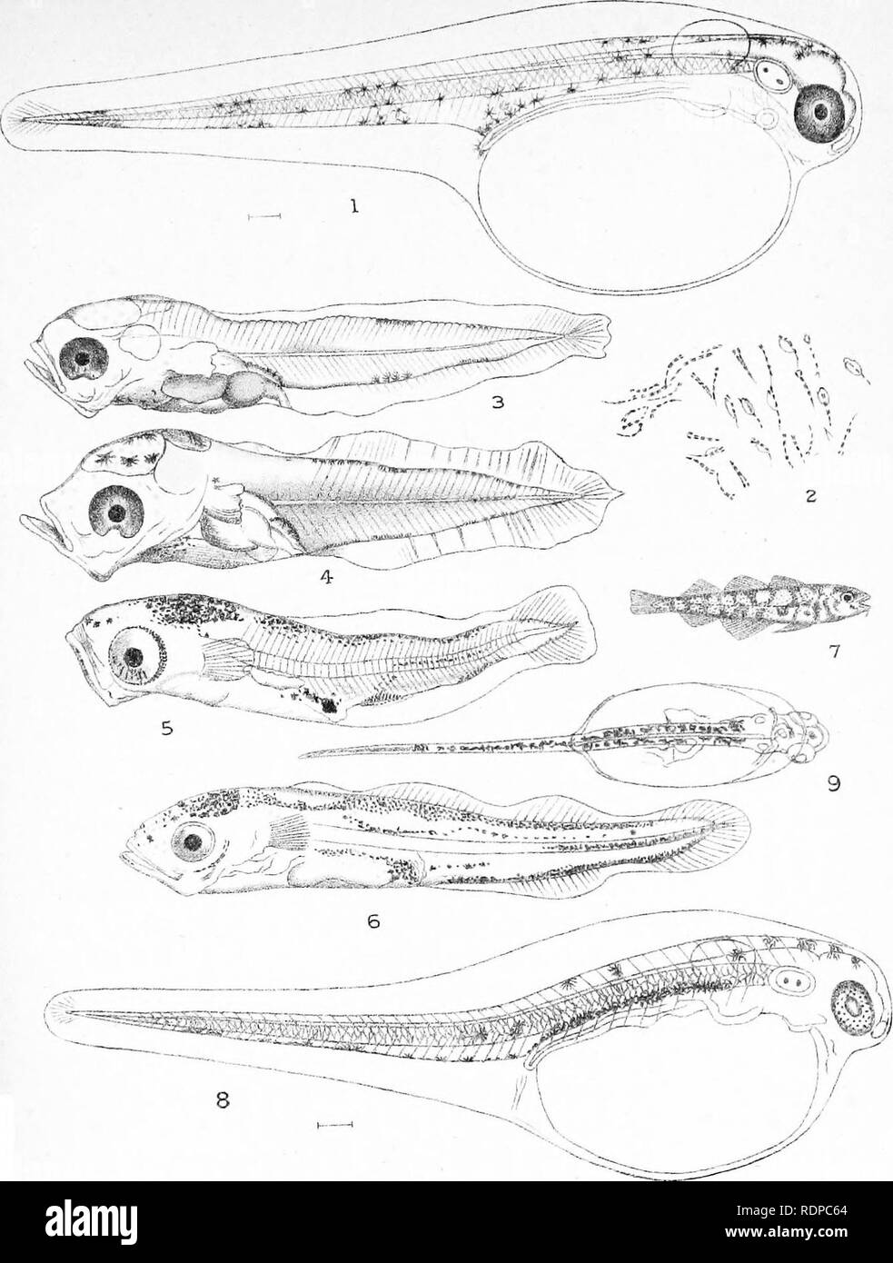 . L'histoire de vie de la marine britannique à l'alimentation des poissons. Poissons ; poissons ; les poissons. 17. plaque. ^^( Jy-^^ 10. Veuillez noter que ces images sont extraites de la page numérisée des images qui peuvent avoir été retouchées numériquement pour plus de lisibilité - coloration et l'aspect de ces illustrations ne peut pas parfaitement ressembler à l'œuvre originale.. M'Intosh, William Carmichael, 1838-1931 ; Masterman, Arthur Thomas, coauteur. Londres, C. J. Clay et fils Banque D'Images