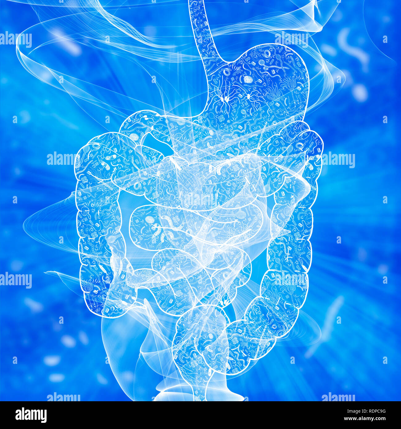 Biomes de le système digestif humain, illustration. Banque D'Images