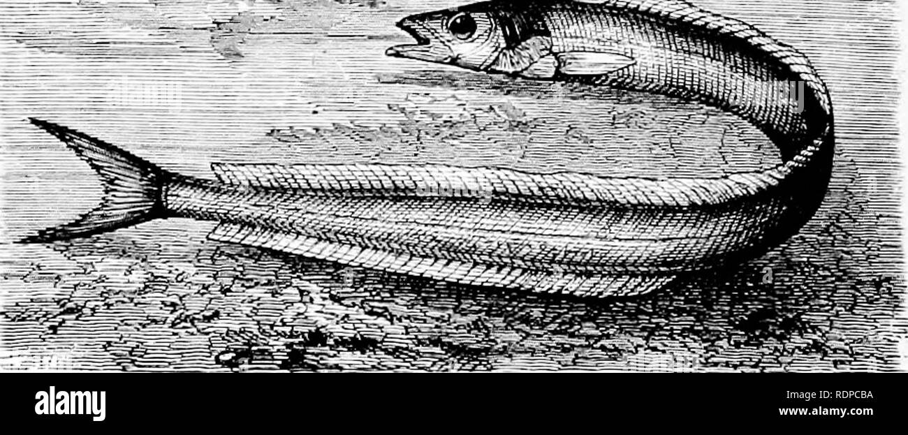 . L'histoire de vie de la marine britannique à l'alimentation des poissons. Poissons ; poissons ; les poissons. 314 LE SABLE-EEL FAMILLE. 30 mm., et s'étend depuis la troisième semaine de mai jusqu'à la deuxième semaine de juin ou, lorsque l'habitat de l'adulte est adopté. Ici, encore une fois, en environ trois semaines, le jeune sand-eel se développe à partir de 17-18 mm. d'environ 30 mm. L'anguille de sable de grandes tailles sont pris à la surface presque partout, la distribution universelle de cette espèce est bien connue. En ce qui concerne le taux de croissance de la moindre lançons, la période de frai double-rend extrêmement difficile d'évaluer l'âge de CCE Banque D'Images