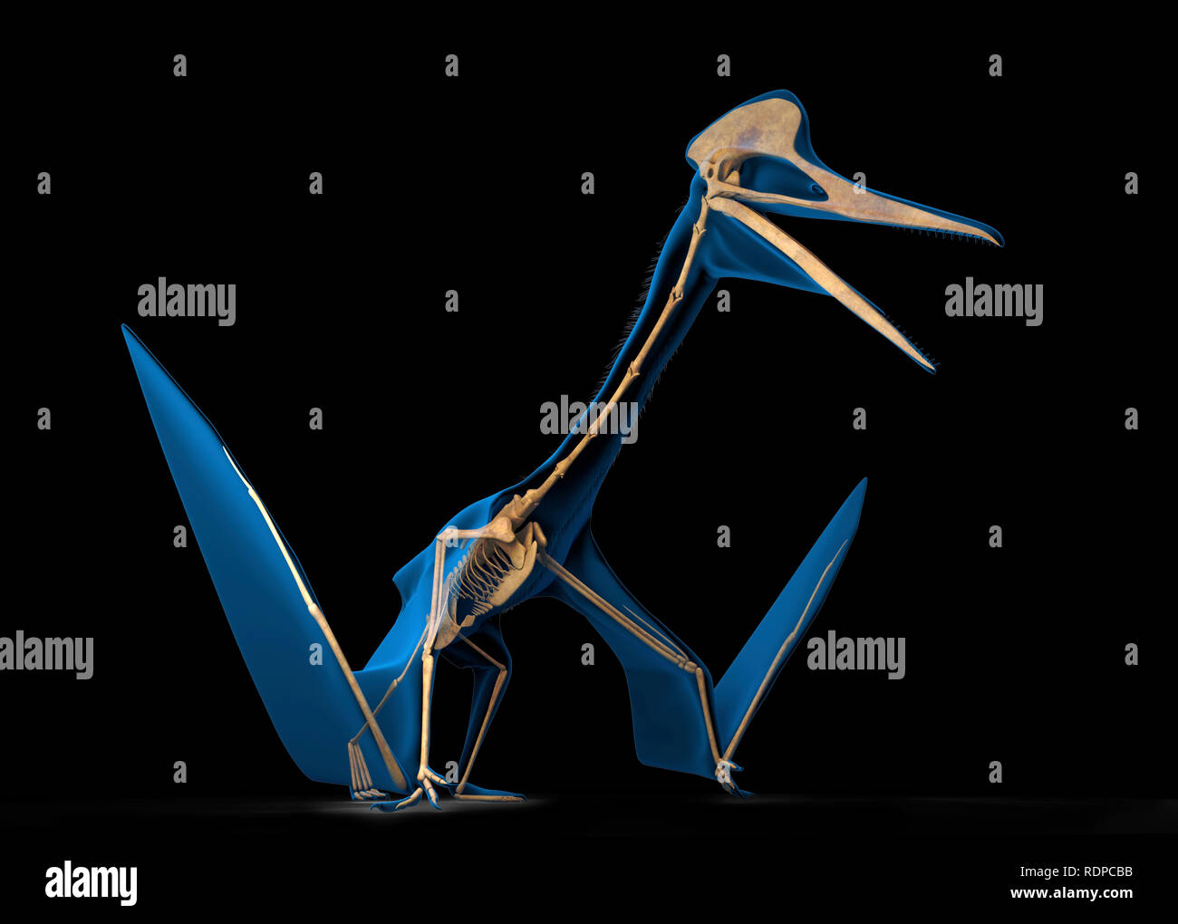 Esqueleto De Quetzalcoatlus Banque De Photographies Et D images Haute esqueleto-de-quetzalcoatlus-banque-de-photographies-et-d-images-haute