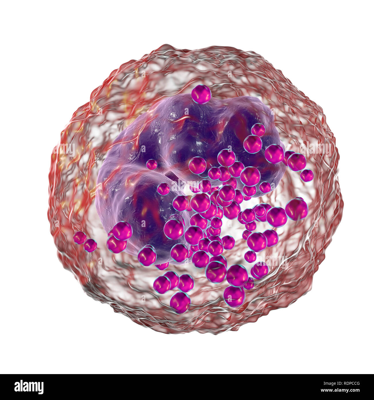 Globules blancs basophiles, illustration de l'ordinateur. Les basophiles sont les plus petits et moins fréquent des cellules de sang blanches. Ils sont impliqués dans les réactions inflammatoires et allergiques et sécrètent des substances chimiques de l'héparine, de l'histamine et la sérotonine, qui sont stockés dans des granules (violet) dans le cytoplasme de la cellule. Banque D'Images