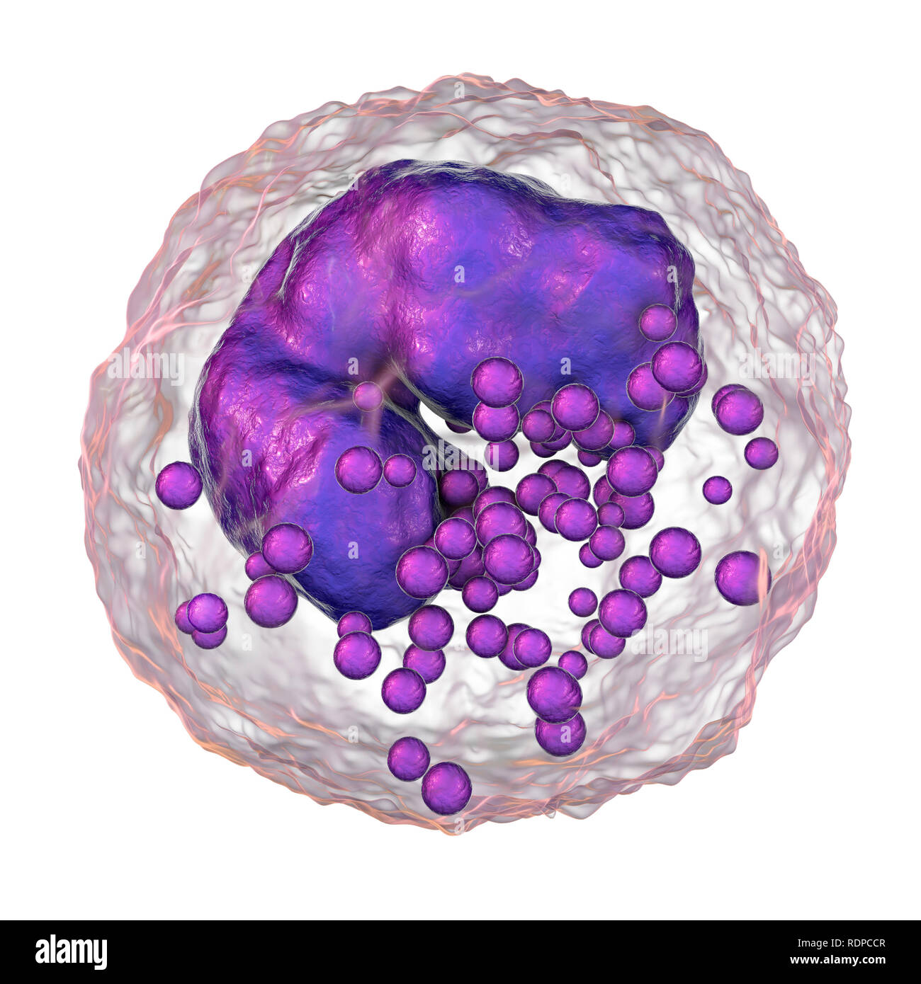 Globules blancs basophiles, illustration de l'ordinateur. Les basophiles  sont les plus petits et moins fréquent des cellules de sang blanches. Ils  sont impliqués dans les réactions inflammatoires et allergiques et  sécrètent des