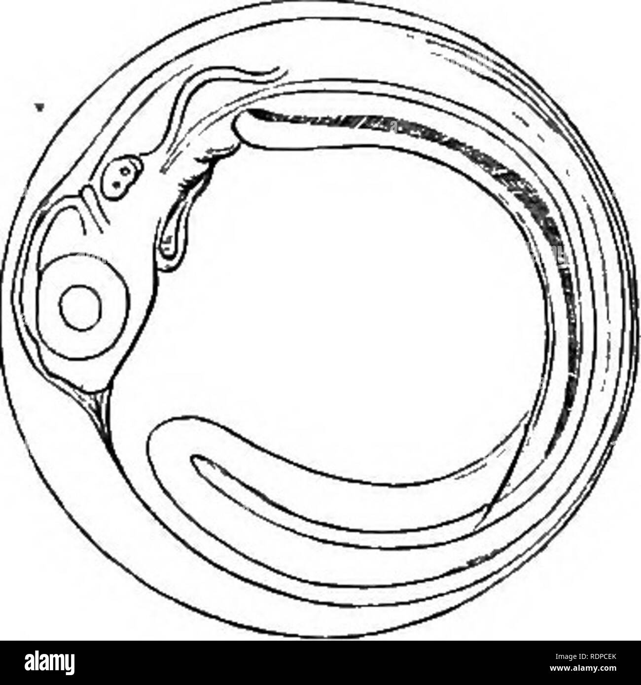 . L'histoire de vie de la marine britannique à l'alimentation des poissons. Poissons ; poissons ; les poissons. Fig. 27. Œuf de cabillaud sur 9e jour de l'embryon. Près de vue dorsale. Cochon. 28. Œuf de cabillaud sur 9e jour de l'embryon. Vue latérale.. Veuillez noter que ces images sont extraites de la page numérisée des images qui peuvent avoir été retouchées numériquement pour plus de lisibilité - coloration et l'aspect de ces illustrations ne peut pas parfaitement ressembler à l'œuvre originale.. M'Intosh, William Carmichael, 1838-1931 ; Masterman, Arthur Thomas, coauteur. Londres, C. J. Clay et fils Banque D'Images