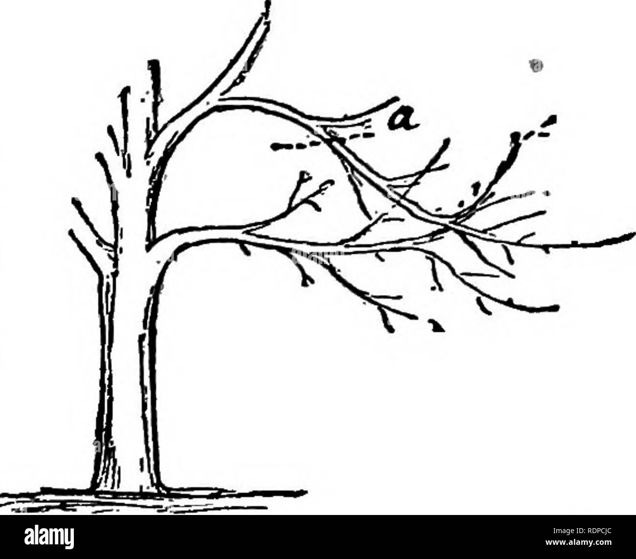 . La culture de fruits avec succès ; un guide pratique de la culture et de la propagation des fruits. La culture de fruits. L'APPLE 39 3. Pour activer l'pickers pour recueillir les fruits facilement c'est la pratique courante, pour éclaircir l'intérieur de branches et de supprimer tous les rejets ou gourmands. Cela peut être fait dans une certaine mesure, mais seulement sur les branches qui traversent d'autres, comme le montre la Figure 33, afin de blesser l'un l'autre. Toutes les branches qui reste sur ceux ci-dessous afin d'arrêter la lumière trop, et tous les drageons qui grandissent dans une tête déjà étroite, doit être coupé, et pas plus. Un arbre pour pro- duce Banque D'Images