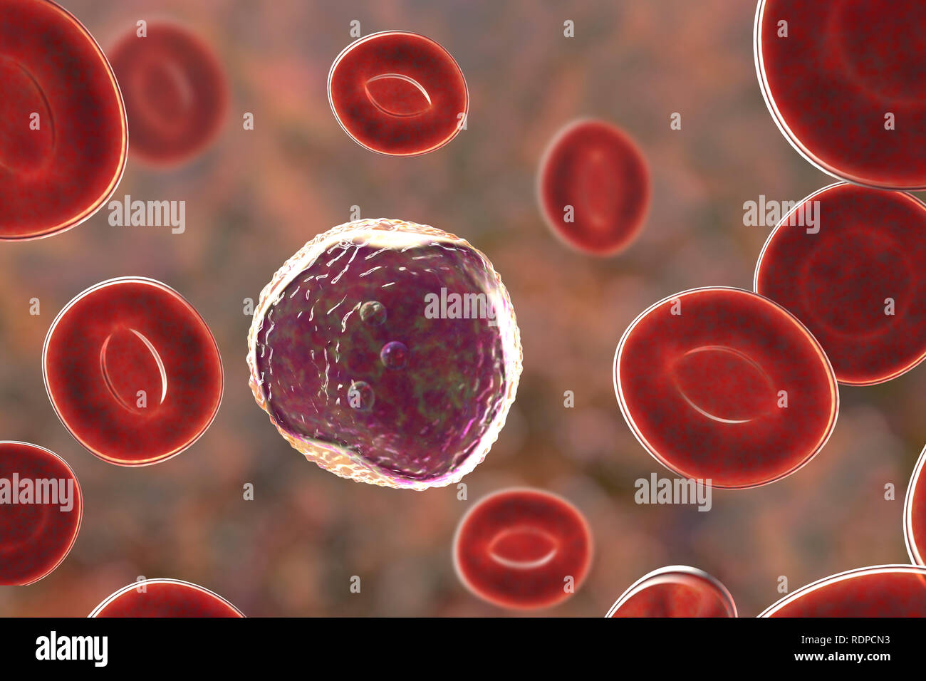 Les cellules de sang blanches des lymphocytes dans un frottis sanguin, illustration de l'ordinateur. Les lymphocytes sont impliqués dans la production d'anticorps et infectés par un virus attaque et les cellules tumorales. Banque D'Images