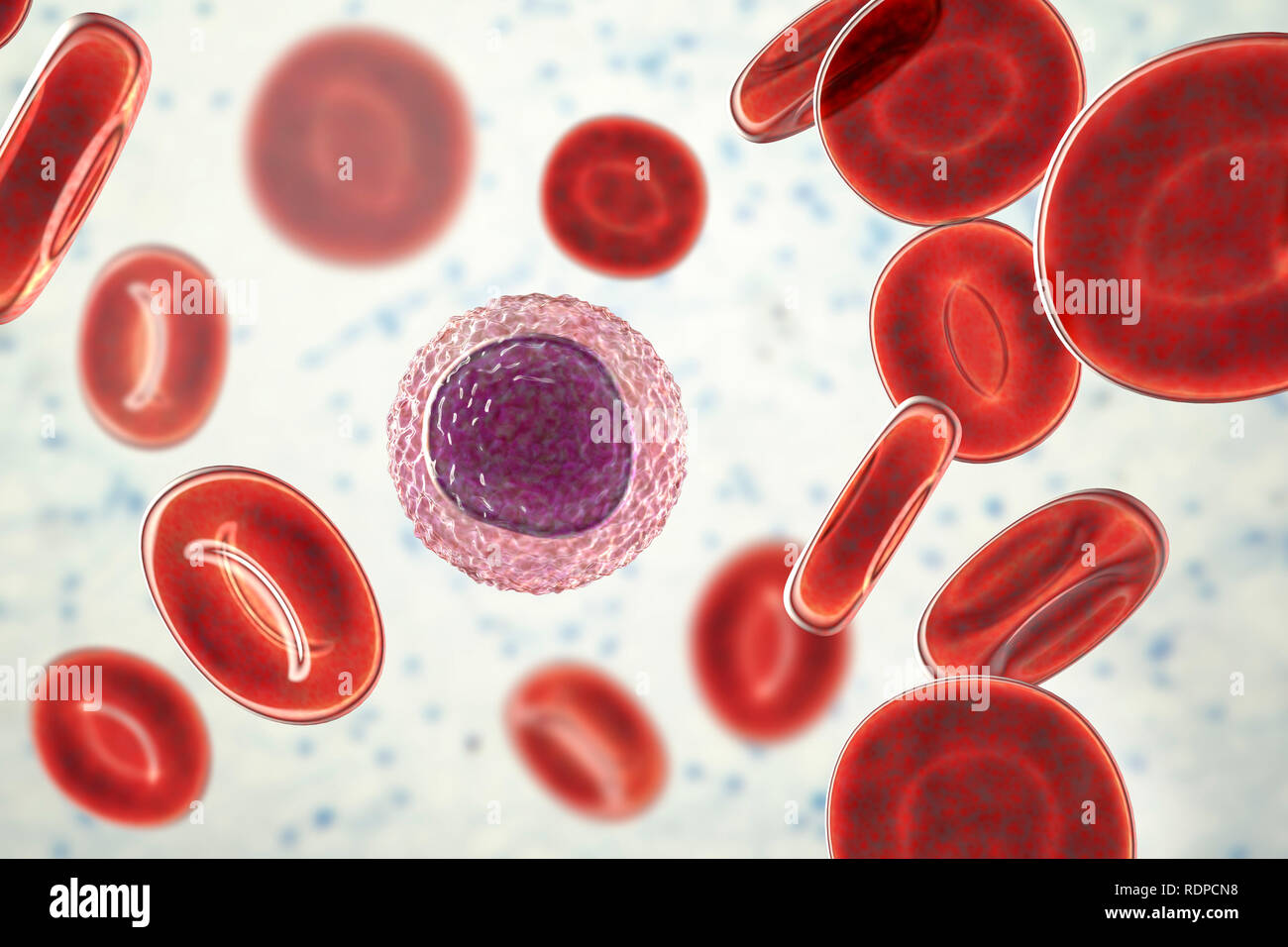Les cellules de sang blanches des lymphocytes dans un frottis sanguin, illustration de l'ordinateur. Les lymphocytes sont impliqués dans la production d'anticorps et infectés par un virus attaque et les cellules tumorales. Banque D'Images