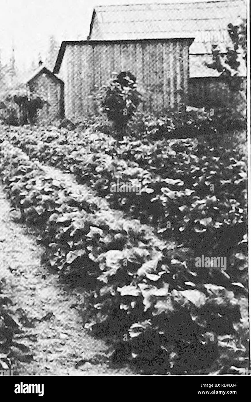 . De plus en plus de fraise. Les fraises. Plate VIII. Le paillage. - Ahove, une séparation de paillis d'hiver lourds sur les lignes, au Michigan ; ci-dessous, les plantes de la colline, Magoon, Vashon Washington.. Veuillez noter que ces images sont extraites de la page numérisée des images qui peuvent avoir été retouchées numériquement pour plus de lisibilité - coloration et l'aspect de ces illustrations ne peut pas parfaitement ressembler à l'œuvre originale.. Fletcher, Stevenson Whitcomb, 1875-. New York, The Macmillan Company Banque D'Images