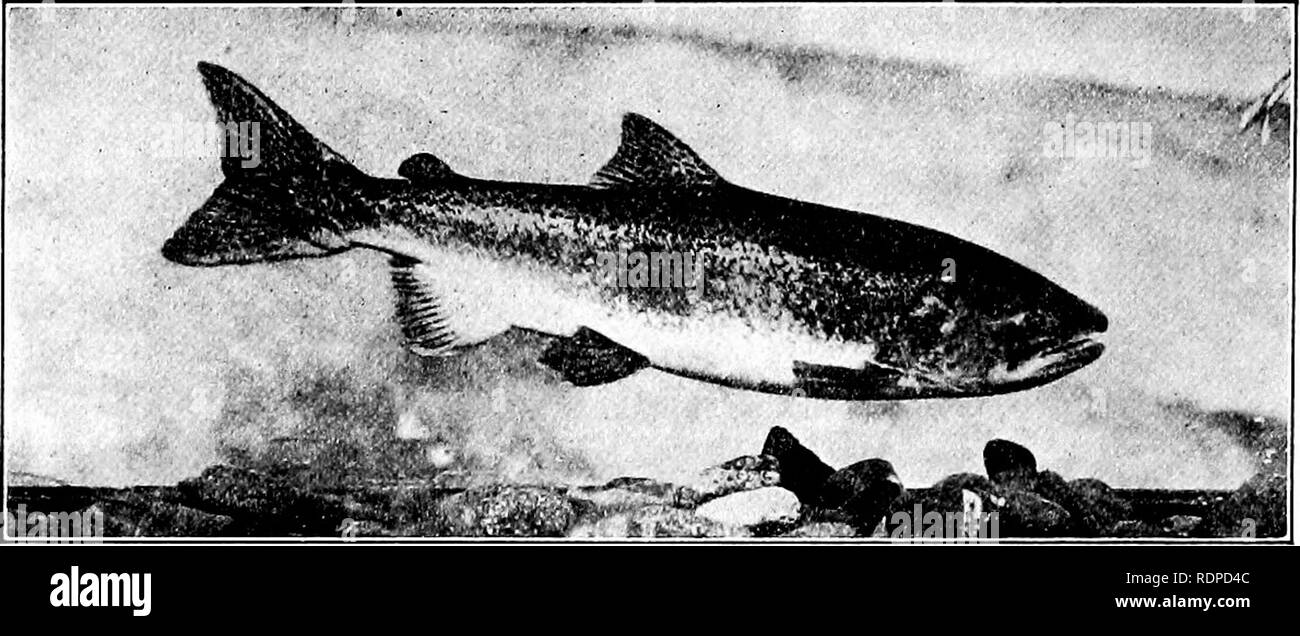 . Les poissons. Les poissons. 294 gals des salmonidés, et 75 à 95 cceca pylorique. Le gill-courtes sont plus nombreuses que dans d'autres saumons, le nombre étant habituellement environ. Fig. 223.-King-salmon, Oncorhynchus tschmnjtscha madeleineaux (Walbaum). (Photo par Cloudsley Rutter.) 39 (16 + 23). Les écailles sont grandes, comme il n'y a 130 à 140 dans la ligne latérale. Au printemps, le formulaire est plumply arrondis, et la couleur est un bleu vif clair au-dessus et argenté dessous, et partout d'une propreté impeccable. Les jeunes poissons montrent souvent quelques points noirs ronde, qui disparaissent lorsqu'ils entrent dans la mer. Les spécimens de l'automne dans les lacs sont lumineux Banque D'Images