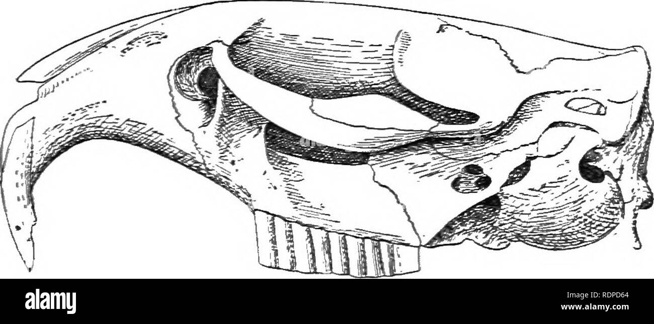 . Texte livre de zoologie des vertébrés. Les vertébrés ; anatomie, comparatif. 388 CLASSIFICATION DES VERTÉBRÉS. zle. L'ancien monde, Emballonura tropiques ; et Aoctilio Molossus. L'Amérique tropical. Phyllostomid^, Amérique tropicale ; ont trois phalanges au doigt du milieu, le nez-leaf présente, tragus bien développé. Ampyrus Chilonycteris, J', Glossophaga. Desniodus comprend le vrai ou suceurs de sang des chauves-souris vampire. Sub-Order 2. Frugivora (Megachiroptera). Ijsrge avec les chauves-souris-quadrituberculate lisse couronné molaires, index avec trois phalanges, griffé : côtés de l'oreille branché ci-dessous. •^ail, lorsque présentes, belo Banque D'Images