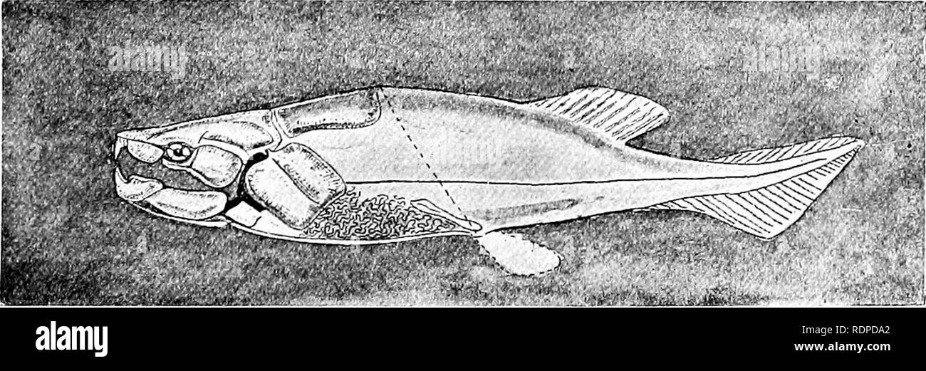 . Les poissons. Les poissons. Fig. Protopterus dolloi 183.-Bouleuger. Congo Itiver. Lepidosirenidm la famille. Arthrodires.- Le grand groupe d'Arihrodires se compose de postés et poissons casqué avec mâchoires distincts et d'autres caractères qui les séparent de l'Ostracophores largement. Dans la dernière vue, celle de Woodward et Eastman, ces poissons con- »^vasfa^rw/s^^^^f Si. Fig. 183.-Un Arthrodire, Dinichihys intermedium Newberry, restauré. Dévonien. constituer un ordre de Dipnoans. Comme ils sont tous éteints, le lecteur est invité à le "Guide pour l'étude des poissons " pour une discussion approfondie. Cycliae.- Banque D'Images