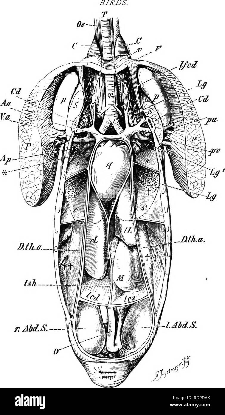 Anatomie de canard Banque d'images noir et blanc Alamy — free download