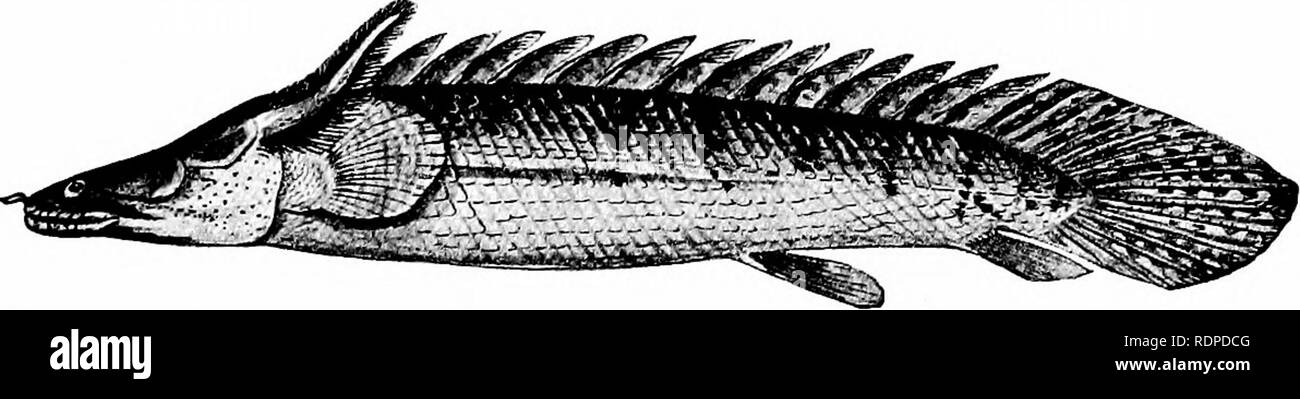 . Les poissons. Les poissons. L'Crossopterygii 233 Il est inséré, pas sur la Gill-arches, mais sur l'arc hyoïdien. Son origine est de la peau externe. Il ne peut donc pas être comparé avec les branchies morphologiquement des autres poissons, ni avec l'pseudobranchise, mais plutôt avec les branchies externes des larves de requins. Les vertèbres sont très nombreux et bi-. FiG. 167,-Polypterus congicus, un Crossopterygian les poissons du fleuve Congo. Les jeunes, avec des branchies externes. (A£ter Boulenger.) contre-batteur comme dans les poissons ordinaires. Chacune des épines dorsales est d'abord une seule colonne, pas une finlet de plusieurs pièces, un Banque D'Images