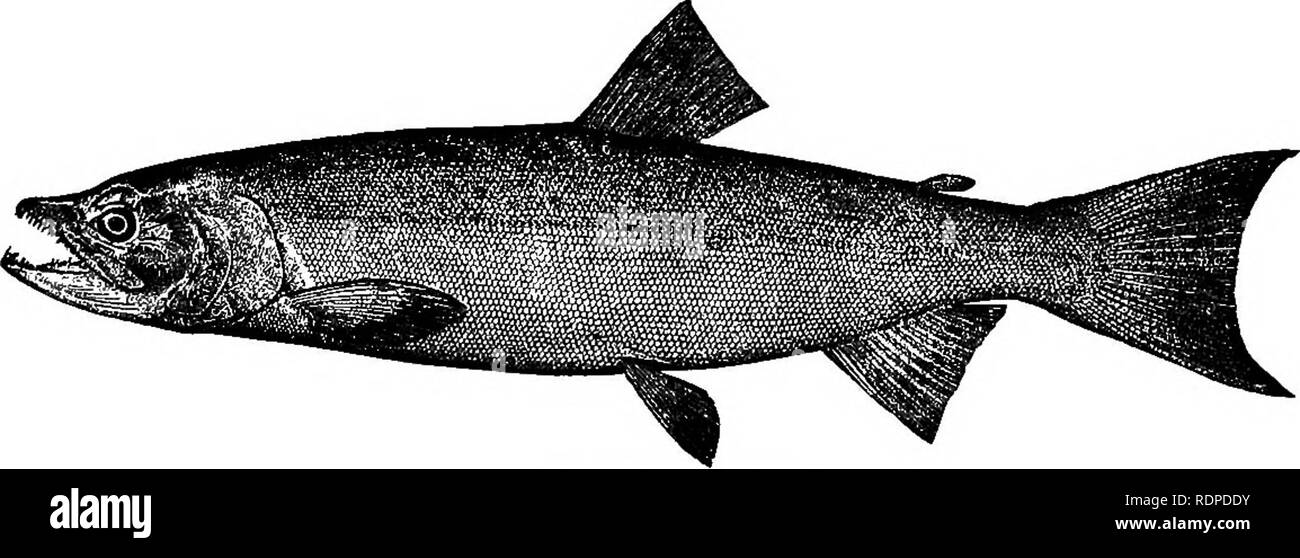 . Poissons américains ; un traité sur le jeu populaire et de l'alimentation des poissons d'Amérique du Nord, avec une référence particulière à des habitudes et modes de capture. Les poissons. Les SAUMONS SPÉCIFIQUES PA. 481 quatre ou cinq livres, et probablement jamais plus de 10. Il s'étend de la rivière Sacramento, à l'Alaska, l'île de Behring et Kamtchatka. Dans le Sacramento et Colombie-Britannique) ce n'est qu'un estray, sur la rivière ce dernier étant parfois appelé " Perdu le saumon." Dans le Puget Sound il s'exécute en grand-/ bres à la fin de l'été et l'automne, comme le saumon keta ou chien, ordre croissant chaque petit ruisseau. Sa course dans le Puget Sound se déroule sur al Banque D'Images