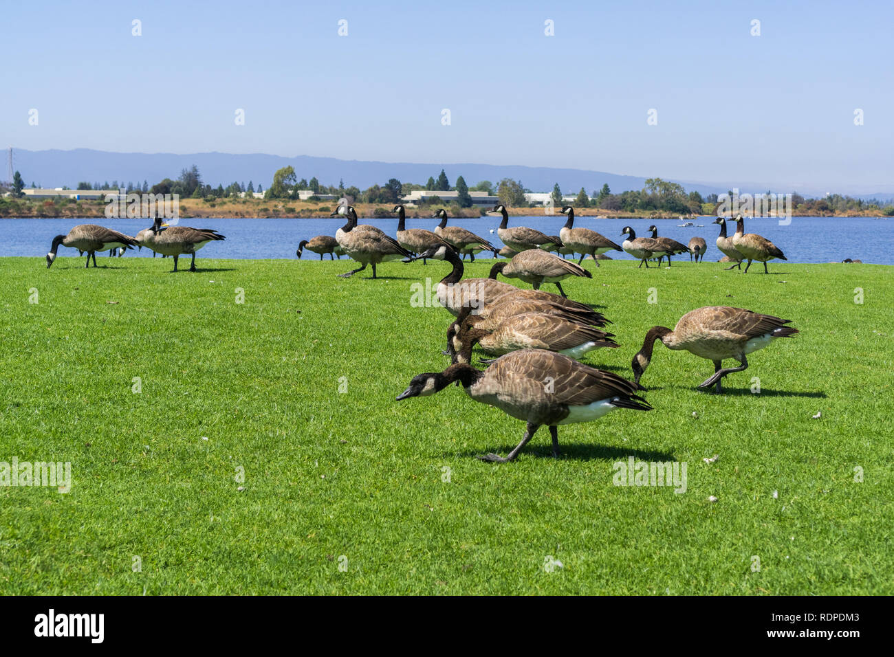 La bernache du Canada dans un parc, prairie, Shoreline Park et le Lac, Vue sur la montagne, région de la baie de San Francisco, Californie Banque D'Images