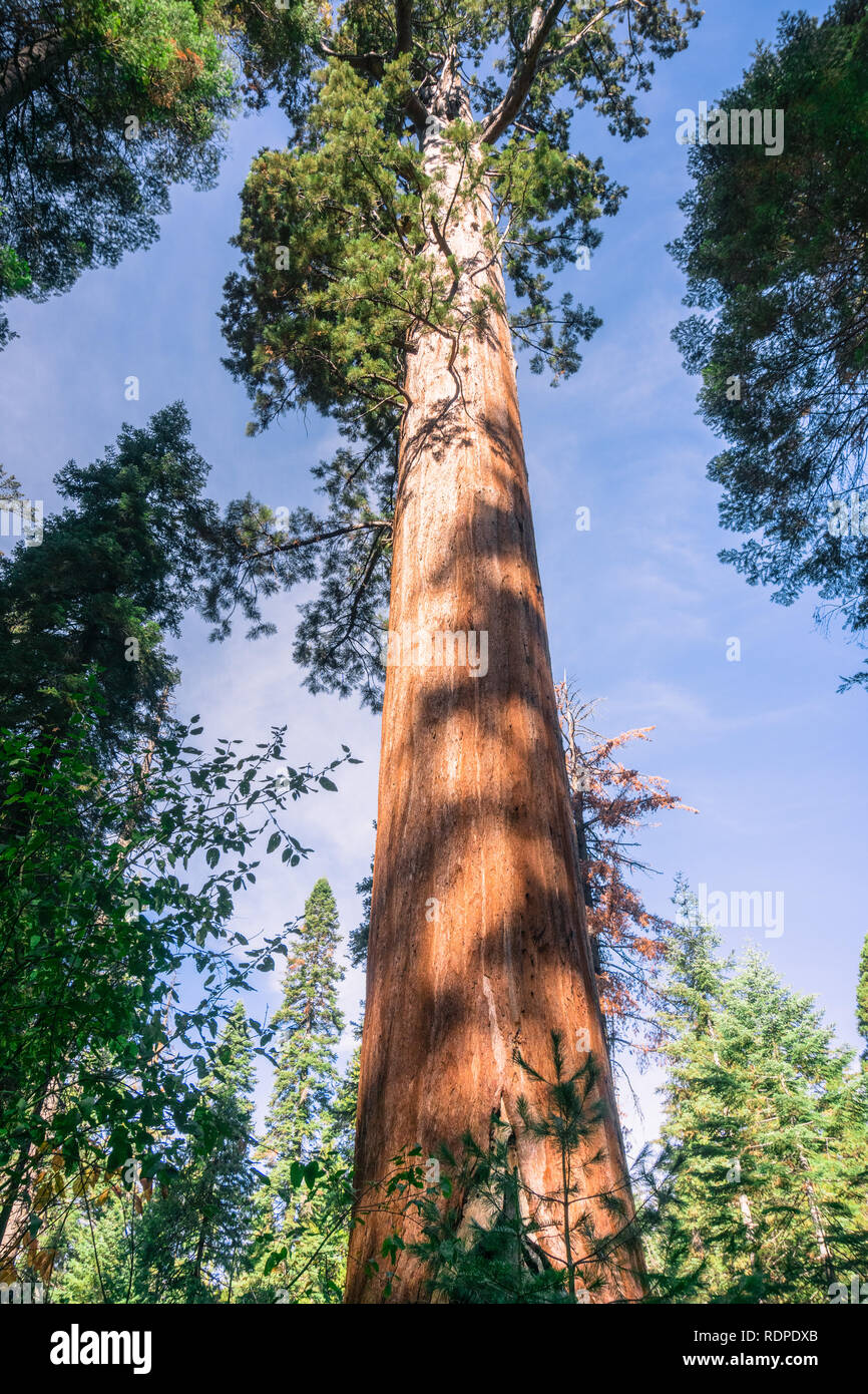 Sequoia arbre avec une écorce d'orange douce, parc d'État Calaveras Big Trees, Californie Banque D'Images