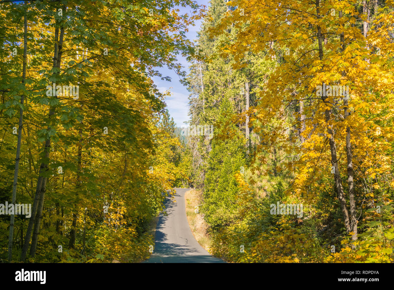 Route à travers une forêt aux couleurs de l'automne, parc d'État Calaveras Big Trees, Californie Banque D'Images
