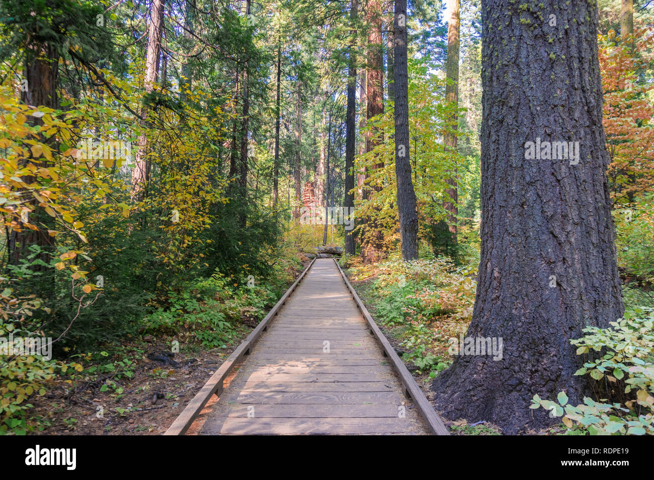 Promenade en bois au moyen d'une forêt d'arbres à feuilles persistantes, parc d'État Calaveras Big Trees, Californie Banque D'Images