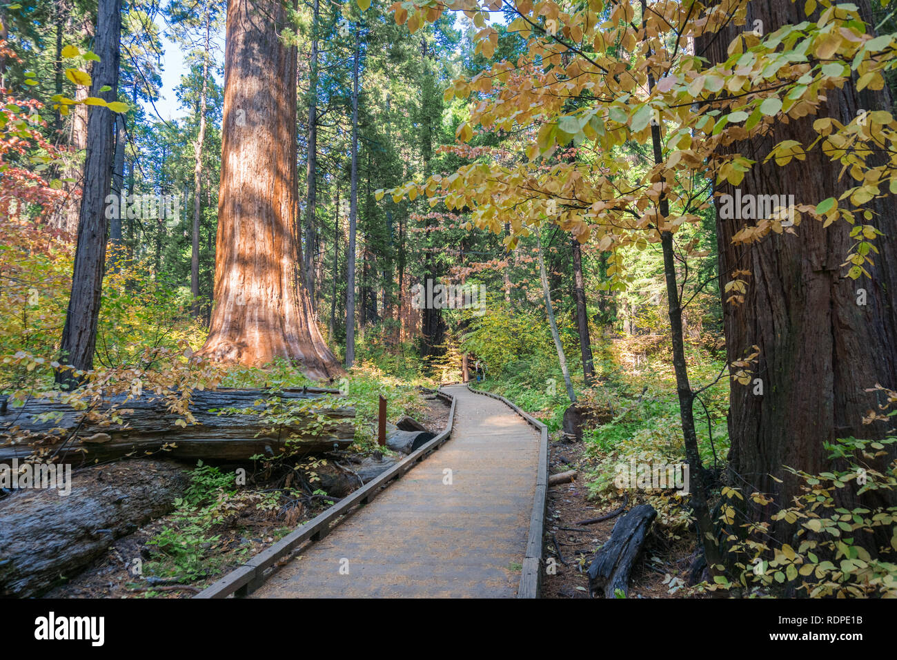 Promenade en bois au moyen d'une forêt d'arbres à feuilles persistantes, parc d'État Calaveras Big Trees, Californie Banque D'Images