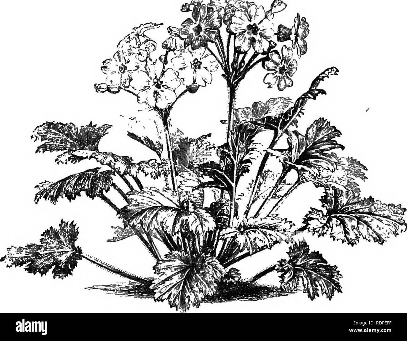 . Handbook of hardy (arbres, arbustes, plantes herbacées et ... Fondé sur le travail de MM. Decaisne et Naudin ...intitulé 'Manuel de l'amateur des jardins, y compris l'original et des gravures sur bois de Riocreux et Leblanc. Plantes, plantes ornementales. Primula variabilis. (J nat. taille.. Fi ifi ?.]. Primula Sinensis. (J nat. taille.) les espèces, s'ils ont droit à l'colorinnf que rani. Veuillez noter que ces images sont extraites de la page numérisée des images qui peuvent avoir été retouchées numériquement pour plus de lisibilité - coloration et l'aspect de ces illustrations ne peut pas parfaitement ressembler à l'original Banque D'Images