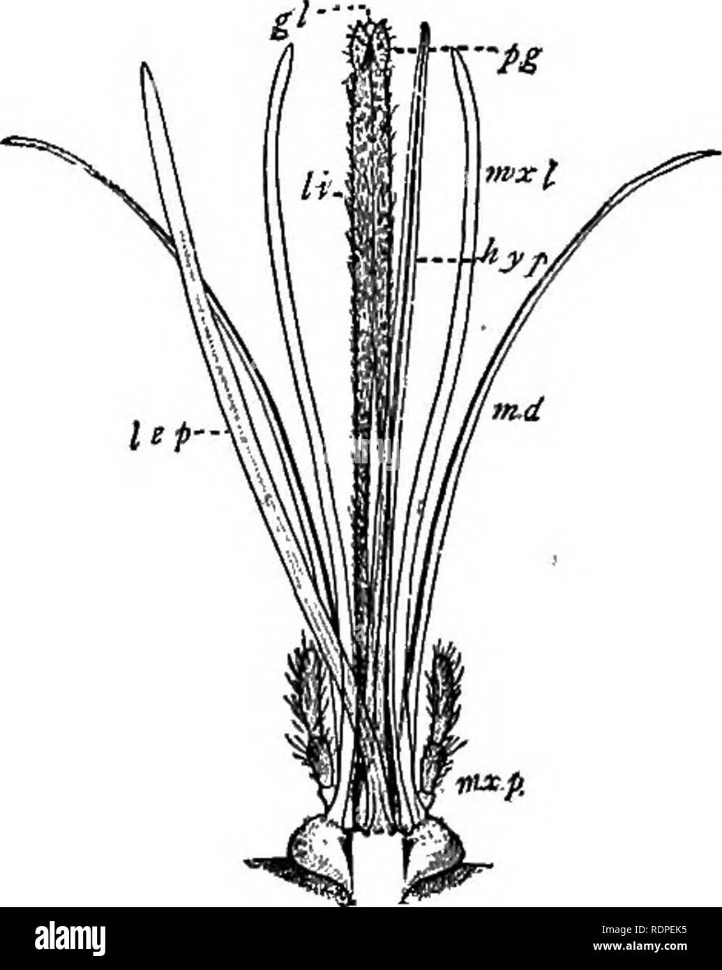 . Les animaux et l'homme ; un manuel élémentaire de zoologie et de physiologie humaine. Zoologie, physiologie. Les moustiques ET CATERPILLAR.S 91. jamais (ou très rarement) sucent le sang. De chaque côté du bec, et résultant à sa base, est une paire d'antennes ou palpi, vraisemblablement d'organes pour sentir et goûter, ou qui, à moins d'aider à déterminer la nature de l'aliment. Ces palpi sont aussi longtemps que le bec chez les mâles, mais moins de la moitié tant que chez les femelles. Quelles sont les gros points noirs sur la tête ? Faire un dessin d'un moustique, montrant et attribution de ces pièces. Si certains des moustiques sont maintenus en vie Banque D'Images