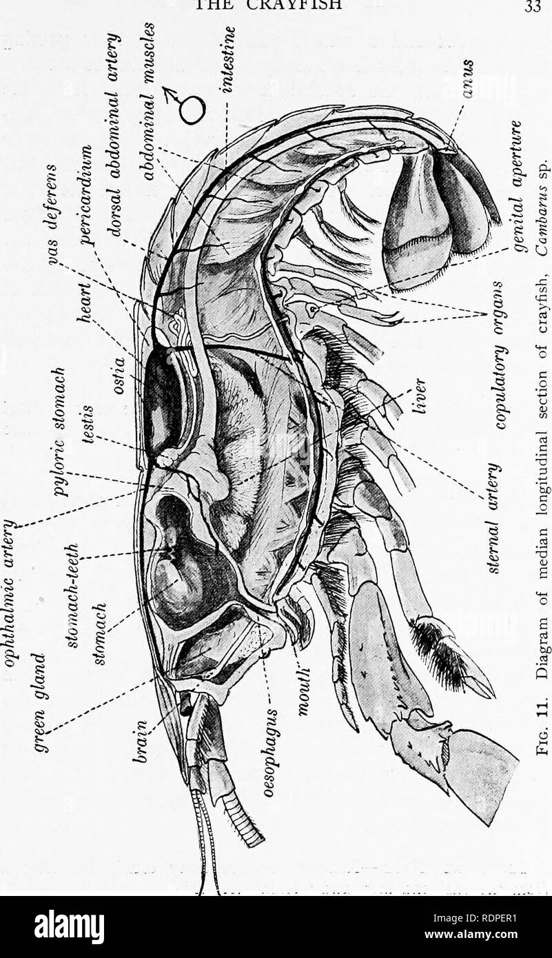 . Les animaux et l'homme ; un manuel élémentaire de zoologie et de physiologie humaine. Zoologie, physiologie. L'ÉCREVISSE. Veuillez noter que ces images sont extraites de la page numérisée des images qui peuvent avoir été retouchées numériquement pour plus de lisibilité - coloration et l'aspect de ces illustrations ne peut pas parfaitement ressembler à l'œuvre originale.. Kellogg, Vernon L. (Vernon Lyman), 1867-1937 ; McCracken, Mary Isabel. New York, H. Holt and Company Banque D'Images