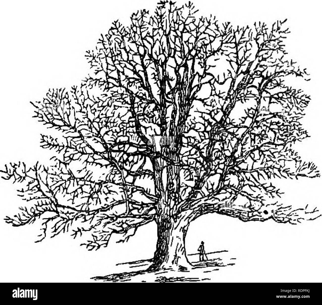 . Mon jardin, son plan et la culture en collaboration avec une description générale de sa géologie, de la botanique, et l'histoire naturelle. Le jardinage. 414 AF F GARDEN. les fourmis, et d'autres êtres vivants. Nous pouvons tous dire avec Landor- " Oh, qui sur Terre ne pourrait jamais couper un linden !" Il y a un rouge tige variété, également d'une grande beauté. J'avais un jeune arbre, mais un ancien jardinier-pas imprégnée avec le sentiment de Landor-beaucoup furieux moi en le coupant vers le bas pour un prop ; et quand expostulated avec, s'est excusé en disant qu'il n'avait aucune idée c'était un bel arbre ; prouver que les yeux sont inutiles sans understan Banque D'Images