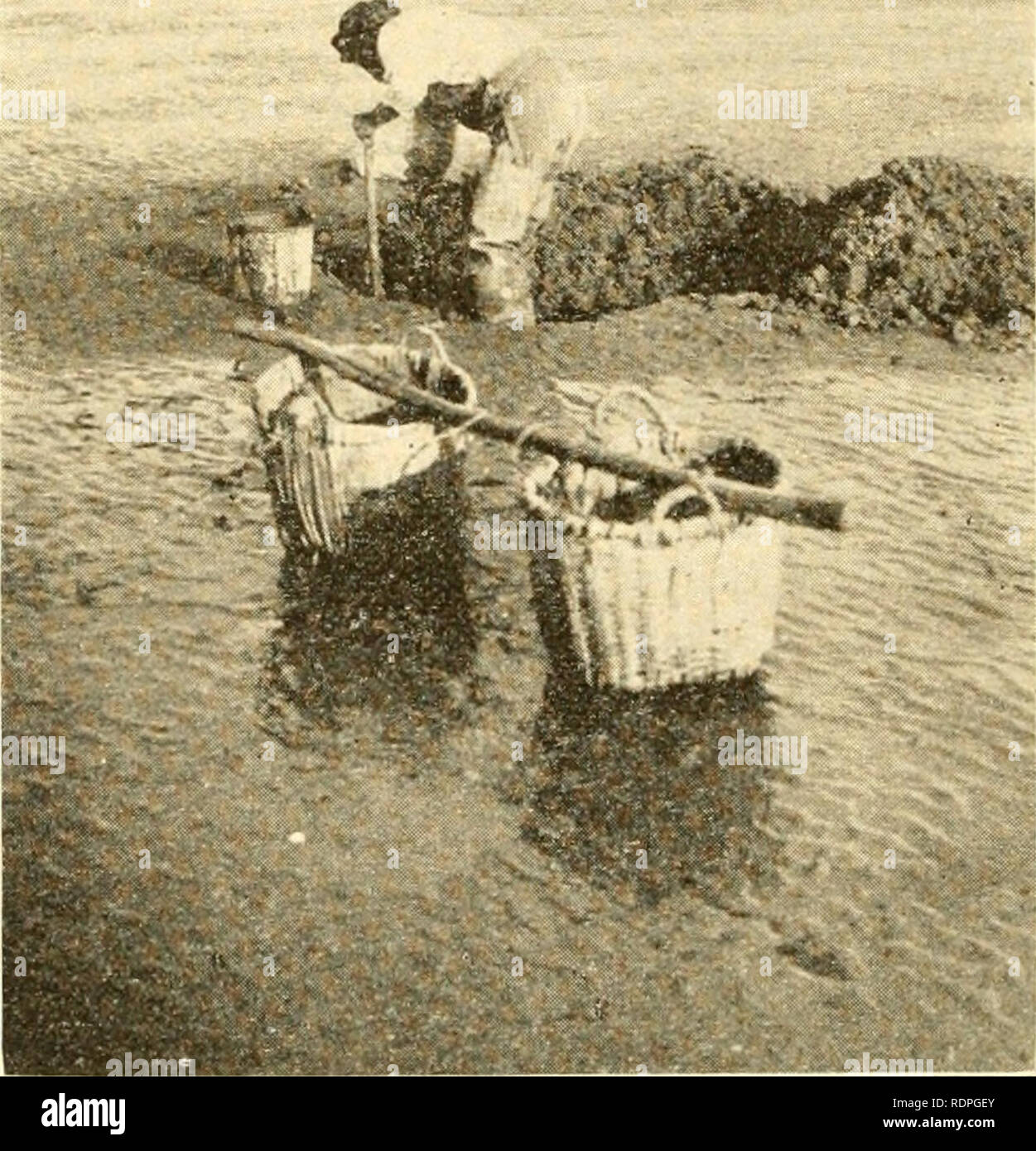 . Les palourdes, les moules et les pétoncles de la Californie. Mollusques les mollusques ;. - 60 - vie exclusivement à partir de la place, même si la demande avait donné l'occasion. Il n'y avait pas de plan défini de la culture ou la protection de l'appoint, car il y a dans la baie de San Francisco et le seul endroit où il semble qu'une perspective de tels était dans Humboldt Bay et Tomales Bay. Conditions générales à cet égard peuvent avoir changé au cours des dernières années. En conclusion on peut affirmer avec une certaine assurance, que les ressources disponibles de myes dans le nord de la Californie ne sont pas assez grand pour supporter beaucoup de développement dans un co Banque D'Images