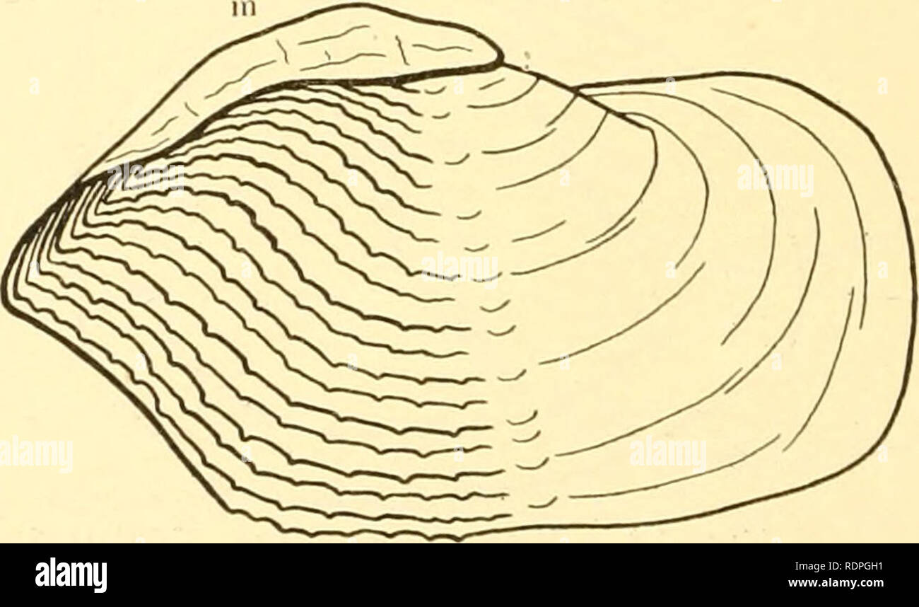 . Les palourdes, les moules et les pétoncles de la Californie. Mollusques les mollusques ;. Fig. 13. Panope gcnerosa. F.xterior de gauche. Un lTalf natviral-taille. Le ligament externe, f. Shell a pas sensiblement agrandi (pas de longueur égale à trois fois la largeur) des animaux ; ne jamais déplacer librement vers le haut et vers le bas un burrow, g. Non exceptionnellement fin ni nettement béant à extrémité antérieure pour accueillir le pied, pas visibles, pas de périostracum nervure interne ; pas trouvé dans le sable clair sur les plages.. Fig. 14. Gahbi Zirfaea. La moitié de la taille naturelle. Exterior de gauche. h. Largement béant vannes, particulièrement à prendre Banque D'Images
