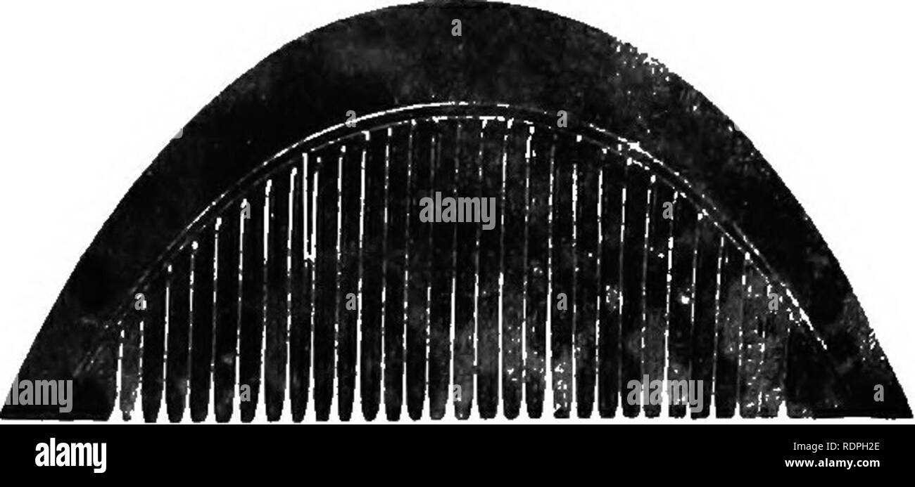 . Les ressources halieutiques des îles Philippines avec des descriptions de nouvelles espèces . Poissons ; les ressources halieutiques. Fig. 3.. Fig. 6. 15 cm. VI. LA PLAQUE. Veuillez noter que ces images sont extraites de la page numérisée des images qui peuvent avoir été retouchées numériquement pour plus de lisibilité - coloration et l'aspect de ces illustrations ne peut pas parfaitement ressembler à l'œuvre originale.. Seale, Alvin, 1873-. [Manille ?  : S. n. Banque D'Images