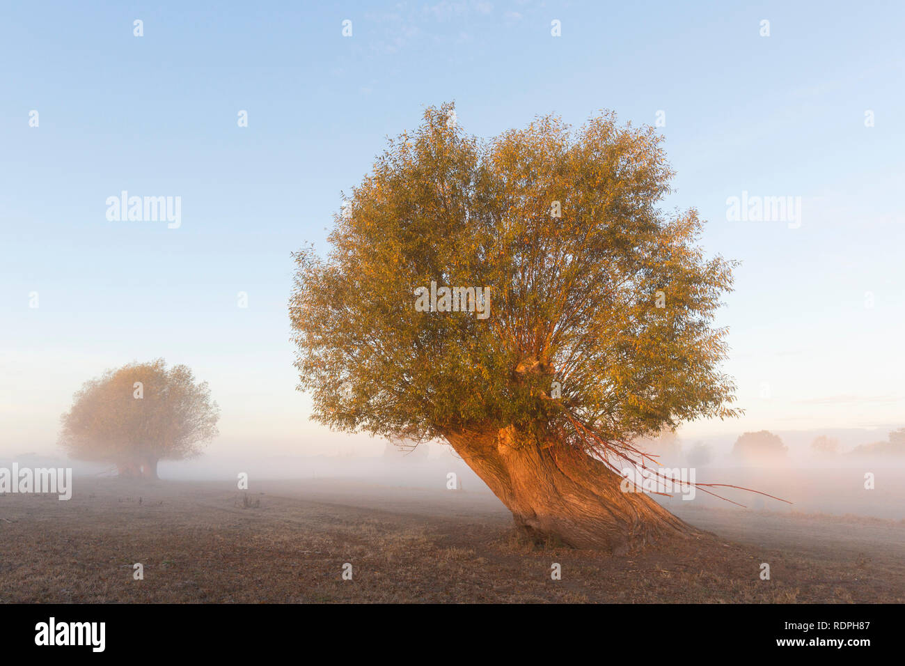 Pollard willow / saule blanc étêtés (Salix alba) dans la zone dans la brume à l'automne Banque D'Images