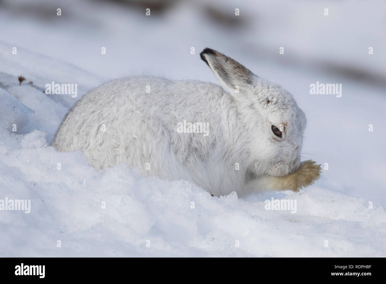 Lièvre lièvre / Alpine / neige hare (Lepus timidus) en pelage d'hiver blanc fourrure de toilettage de la patte avant Banque D'Images