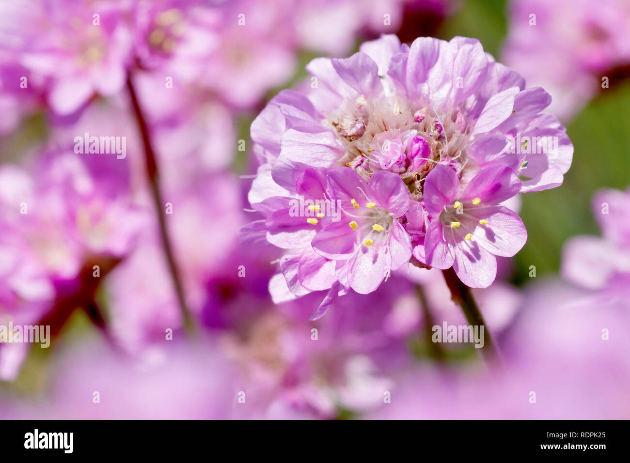 L'économie, de la mer ou tout simplement rose rose (Armeria maritima), close up d'une seule fleur parmi d'autres. Banque D'Images