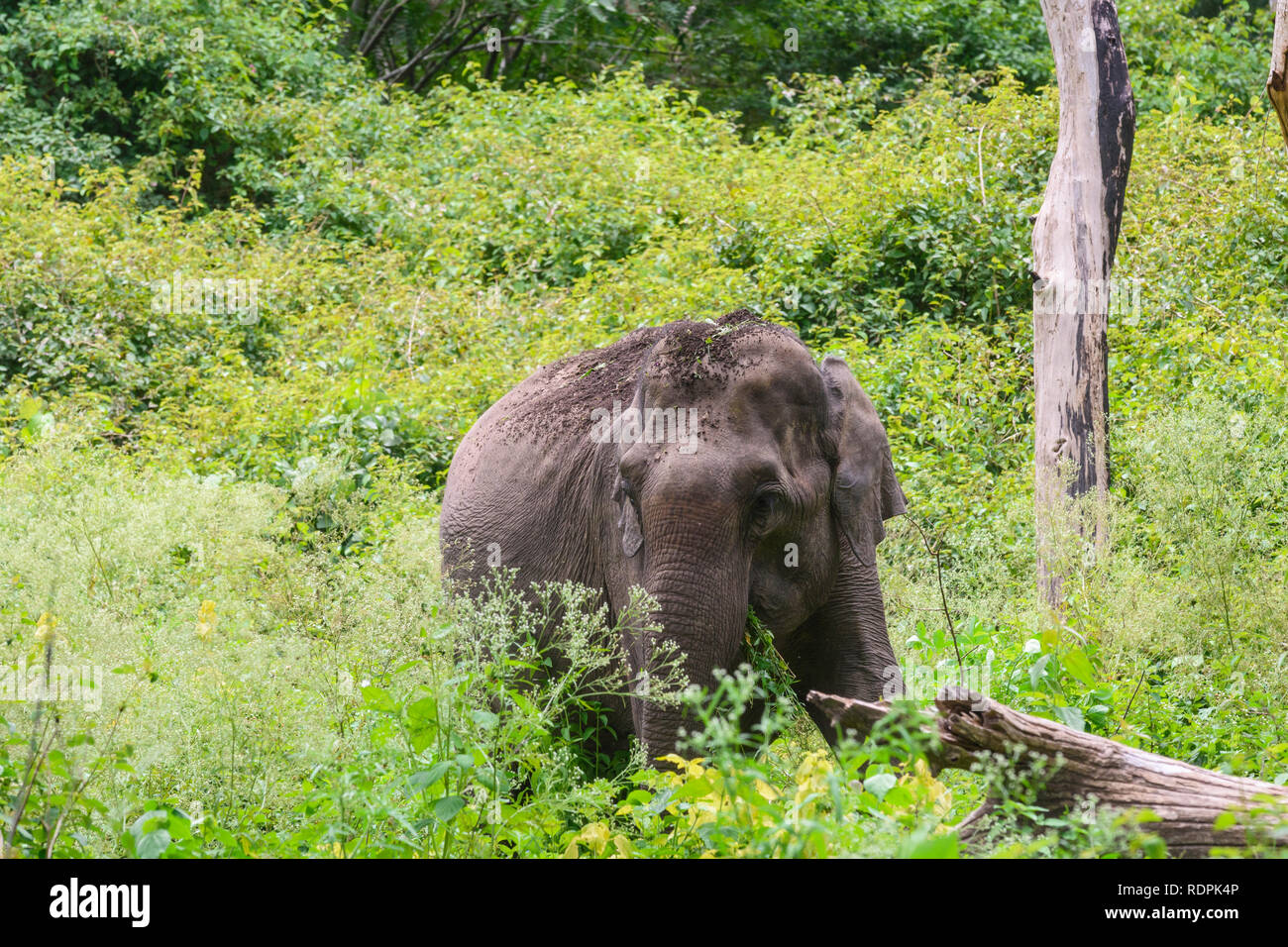 L'éléphant indien, Elephas maximus, Bandipur National Park et réserve de tigre, Karnataka, Inde Banque D'Images