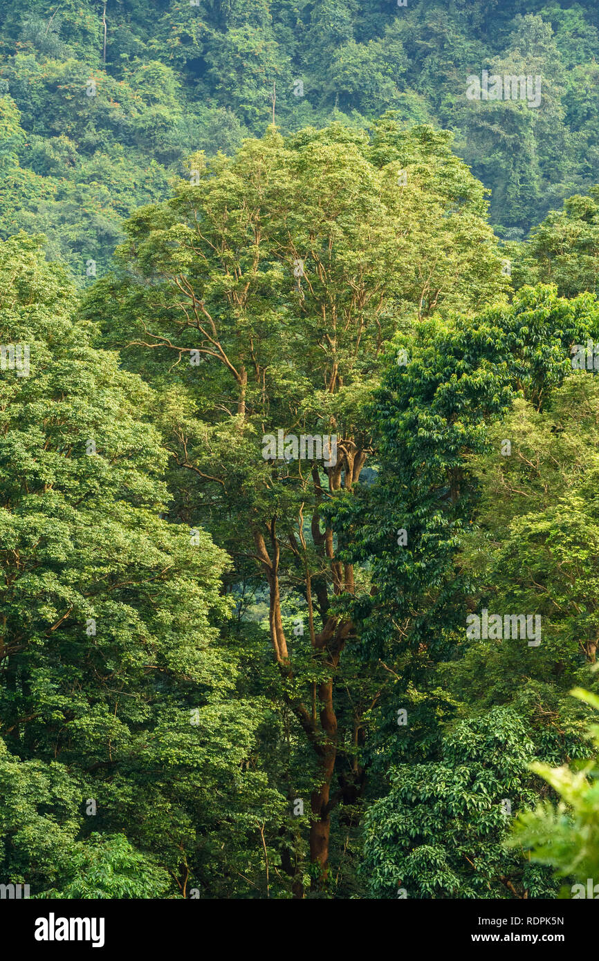 Nilgiri, rainforest, Tamil Nadu, Inde Banque D'Images