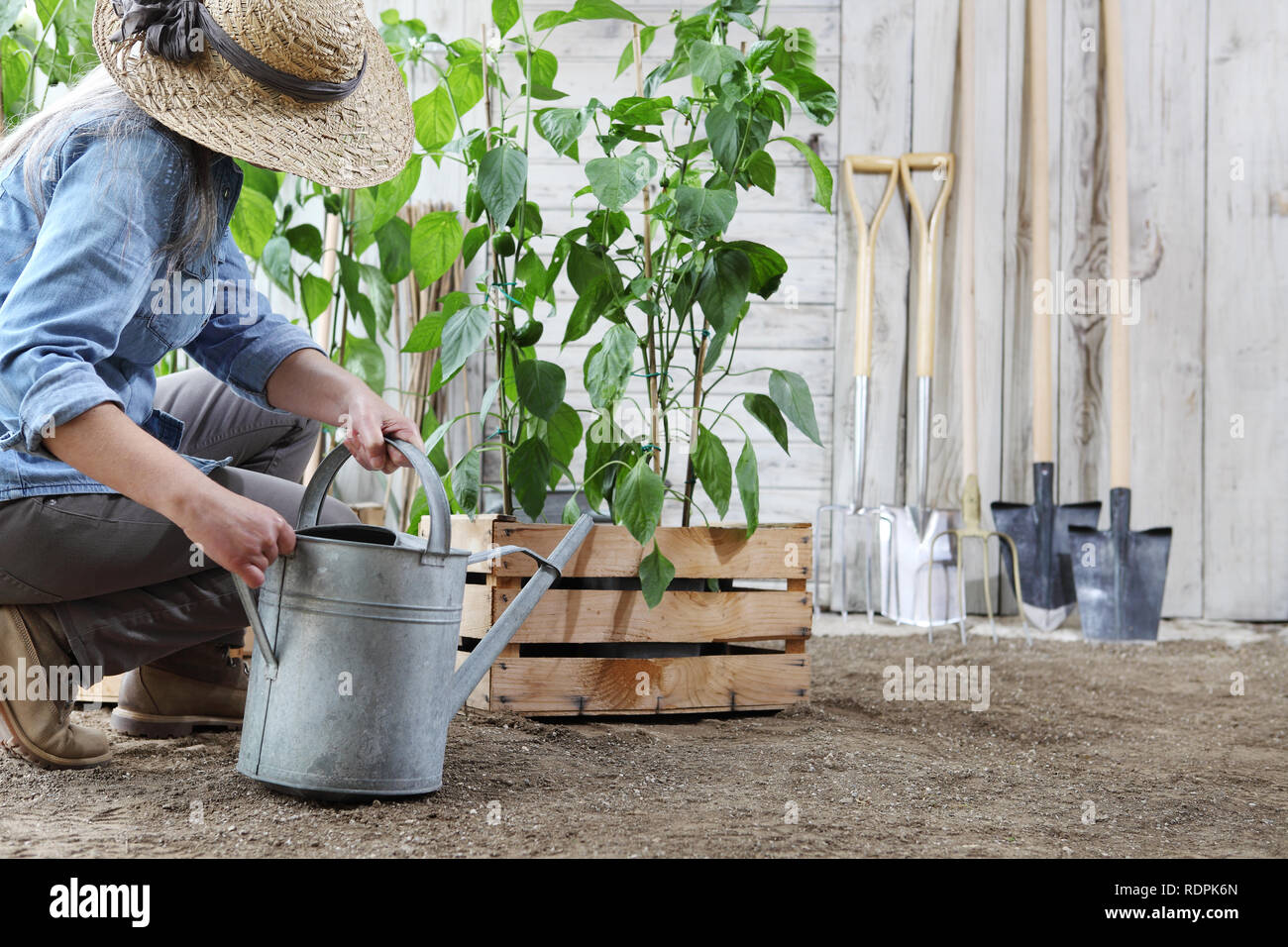 Femme travail dans le potager avec arrosoir, caisse pleine de plantes vertes et des outils sur l'arrière-plan, produire des aliments biologiques sains concept Banque D'Images