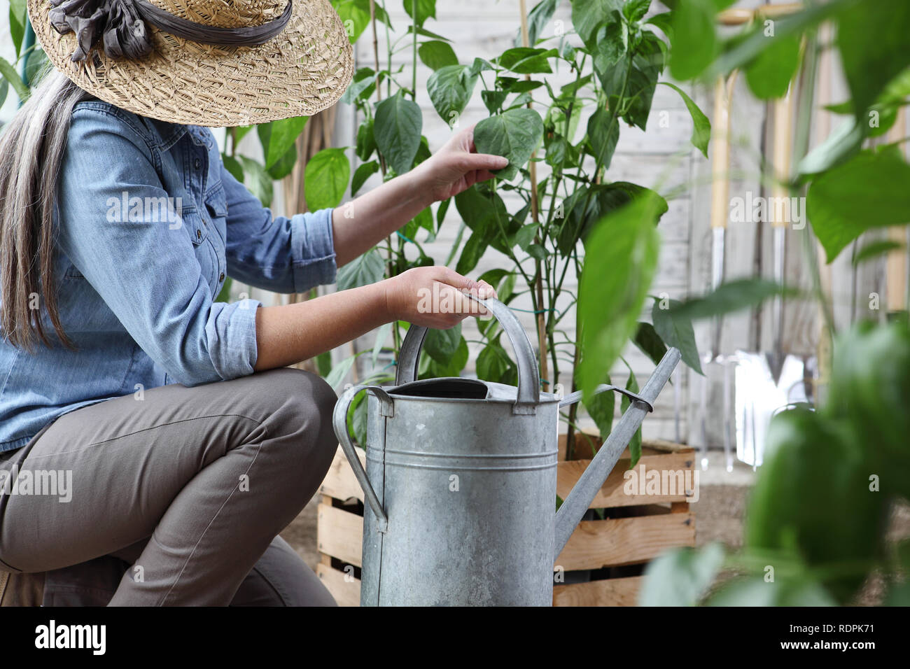 Femme travail dans le potager avec arrosoir, caisse pleine de plantes vertes et des outils sur l'arrière-plan, produire des aliments biologiques sains concept Banque D'Images