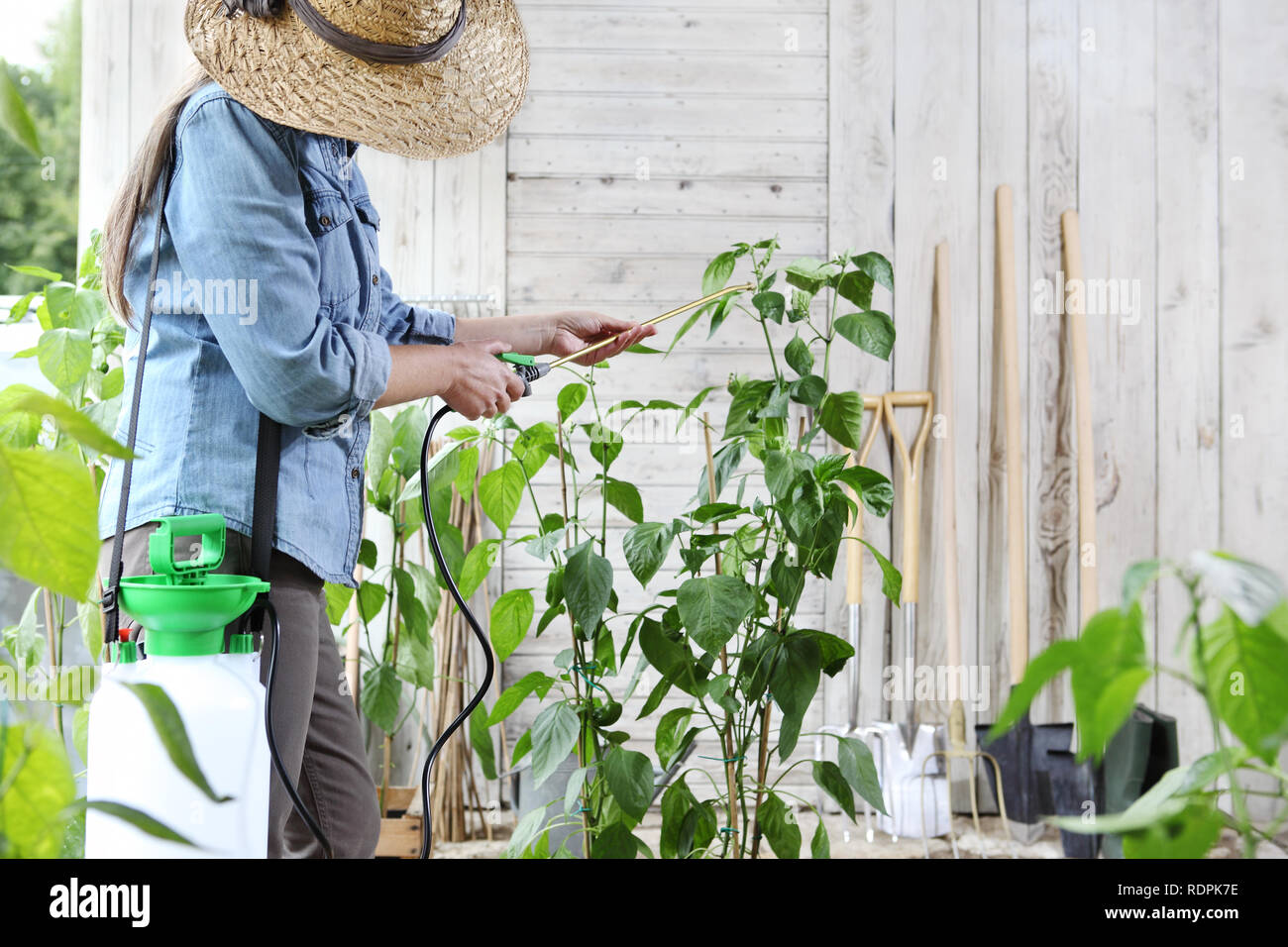 Femme dans le jardin de légumes de pesticides de pulvérisation sur les feuilles de soins des plantes, des plantes pour la croissance concept Banque D'Images