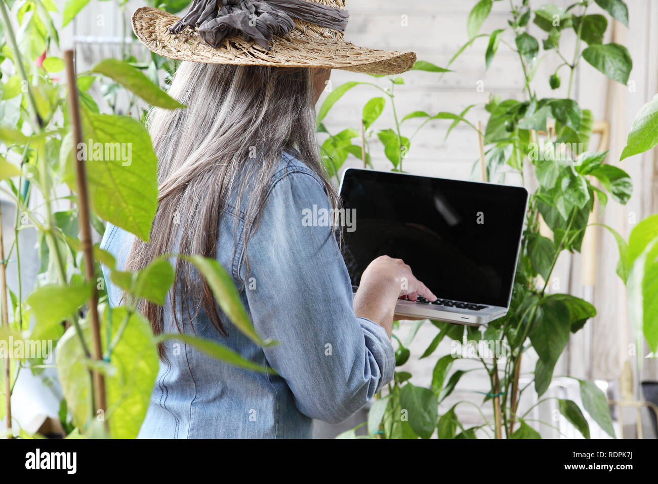 Femme en potager avec ordinateur portable, recherche internet et les soins de plantes pour la croissance concept Banque D'Images
