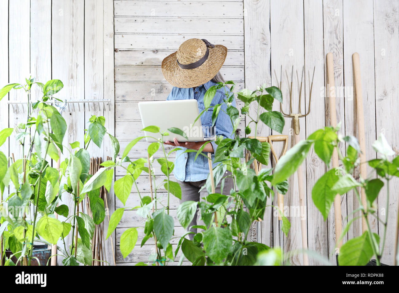 Femme en potager avec ordinateur portable, recherche internet et les soins de plantes pour la croissance concept Banque D'Images