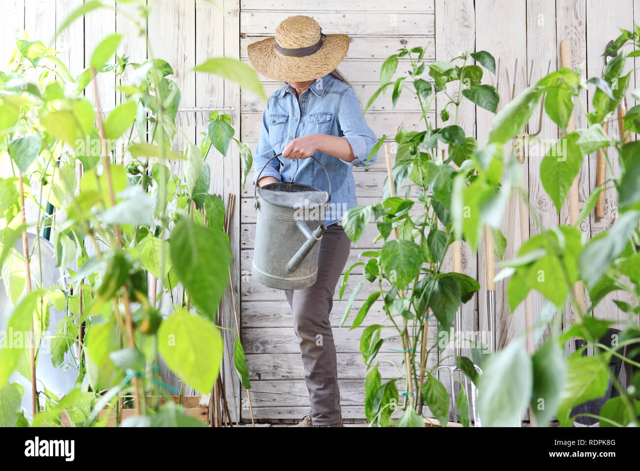 Femme travail dans le potager avec arrosoir au milieu de plantes vertes, à cultiver des cultures produisent des aliments biologiques concept Banque D'Images