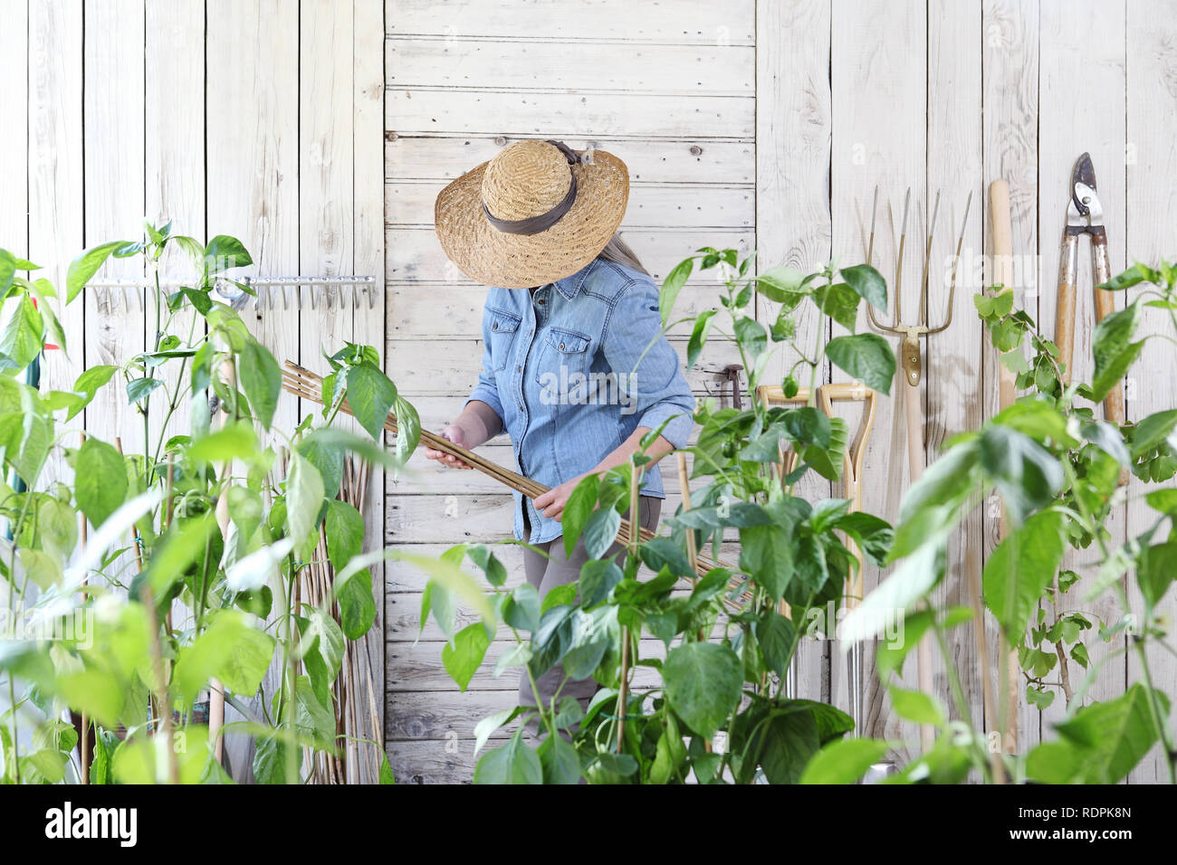 Femme travail dans le potager de bambous au milieu de plantes vertes, prendre soin de la croissance des plantes, aliments biologiques sains produisent des concept Banque D'Images