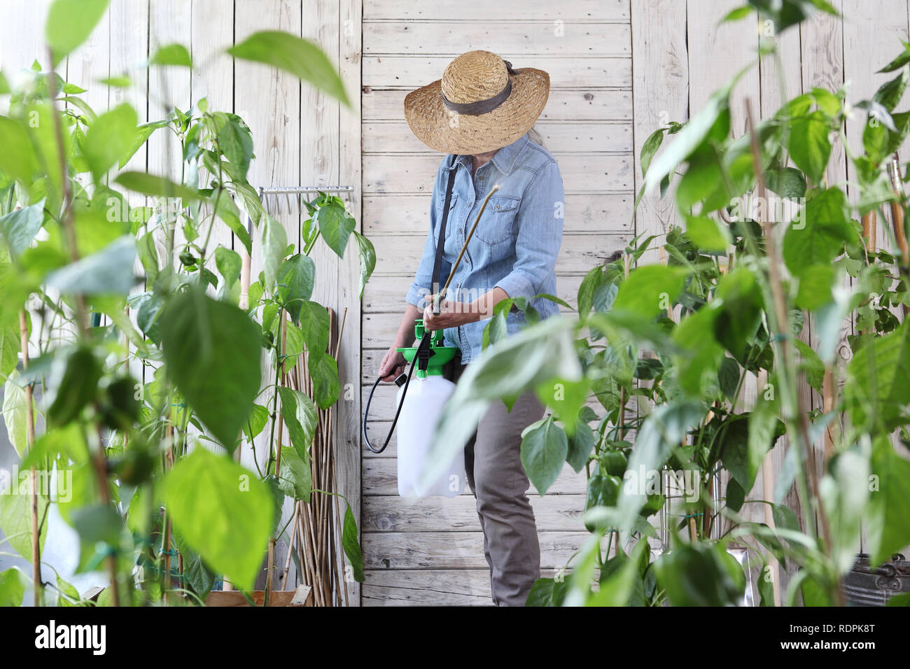 Femme travail dans le jardin de légumes de pesticides de pulvérisation sur les feuilles des plantes, prendre soin de la croissance des plantes Banque D'Images