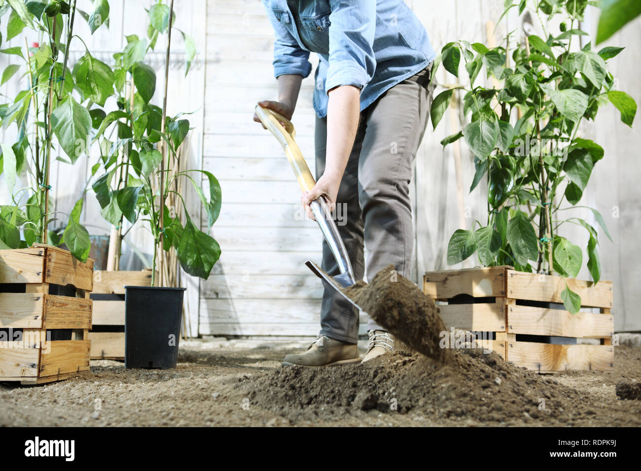 Femme plante dans le potager, le travail du sol au printemps en creusant avec une pelle, près des caisses en bois plein de plants de poivrons doux Banque D'Images