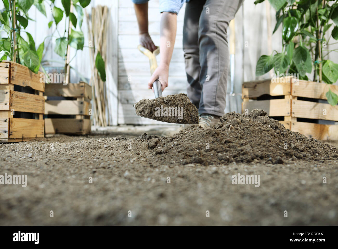 Femme plante dans le potager, le travail du sol au printemps en creusant avec une pelle, près des caisses en bois plein de plantes vertes, gros plan Banque D'Images