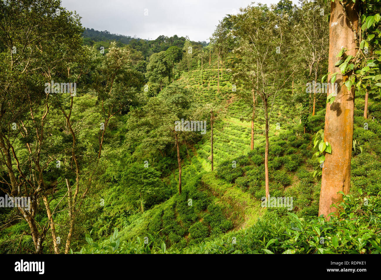 Nilgiri, forêt tropicale et de plantations de thé, EcoScape, Tamil Nadu, Inde Banque D'Images