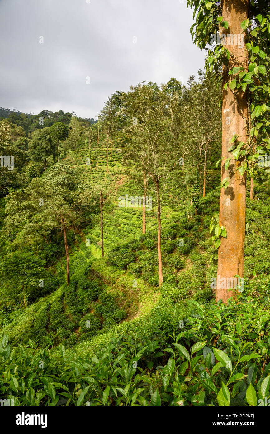 Nilgiri, forêt tropicale et de plantations de thé, EcoScape, Tamil Nadu, Inde Banque D'Images