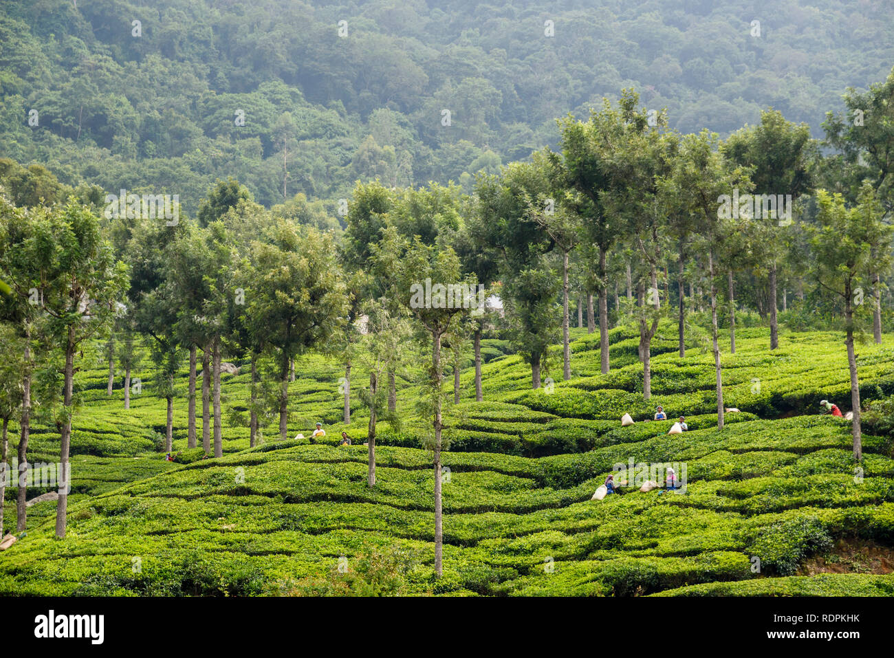 Les femmes Choisir les feuilles de thé dans le Nilgiri, forêt tropicale et de plantations de thé, Tamil Nadu, Inde Banque D'Images