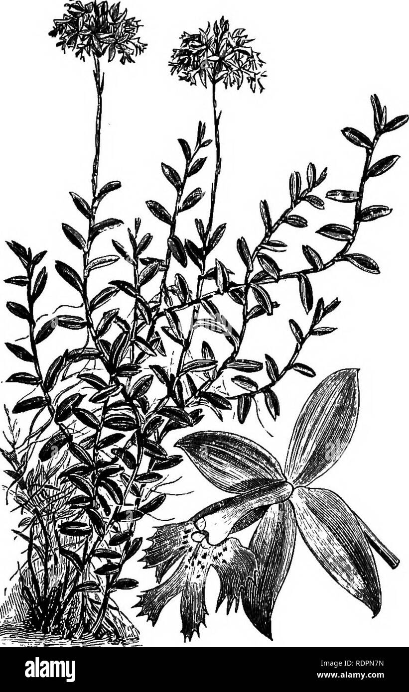 . L'orchid-Grower's Guide, contenant des descriptions des meilleures espèces et variétés de plantes cultivées orchidaceous ... Les orchidées. OECHID GEOWER ?90-S MANUEL. les callosités à la base. L'effet de la lèvre écarlate contre les sépales et pétales vert est charmant, et est une combinaison de couleurs rarement rencontré. Il a été présenté par M. Warscewicz, et fleurs en janvier et février.-Amérique centrale : Ohiriqui, d'une altitude de 4 000 pieds. Fig.-Boi. Mag., t. 5929 Orelb ; Xenia.,i.t. 53 ; l'Veitcli Man.Orch.pl.,i. p. 113. Syn.-Pseudepidendrum speetabile. E. PUNCTATUM.-Voir Cyetopodium punctatum. E. PUNCT Banque D'Images