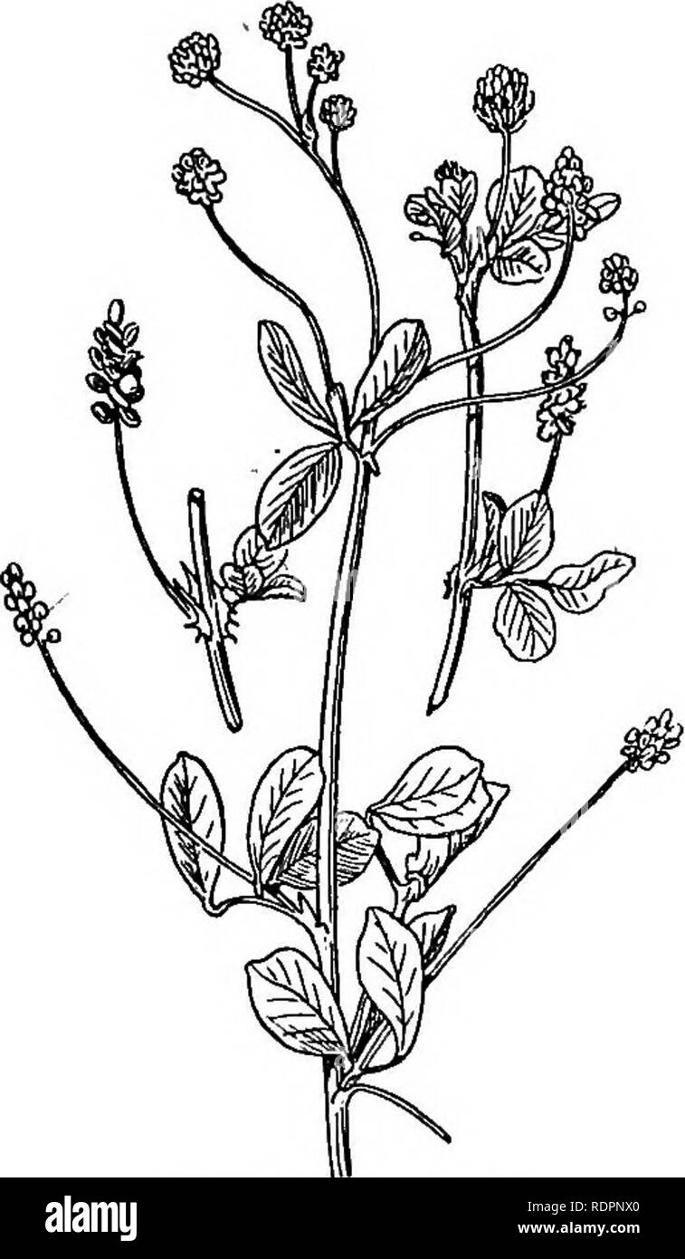 . Le livre de mauvaises herbes de l'Indiana. Mauvaises herbes. moins courant vers le nord. June-Sept.- Dans la forme des fleurs sauvages le senna, perdrix rouge, pois-bud, Kentucky Coffee Tree et quelques autres diffèrent en ce que l'up- par pétale ou la norme est en- fermé par les ailes dans l'oeuf, alors que dans la famille des pois bon la norme des chevauchements ou enferme les ailes. Le séné sauvage se propage par de profondes racines vivaces et couvre de vastes zones densément souvent. Remèdes : mow- ing avant que les fleurs s'épanouir, deux ou trois fois chaque saison ; coupe avec la houe ou spud et salage. Le pois perdrix (C. chami- cecrista L.) est un autre senna, whi Banque D'Images