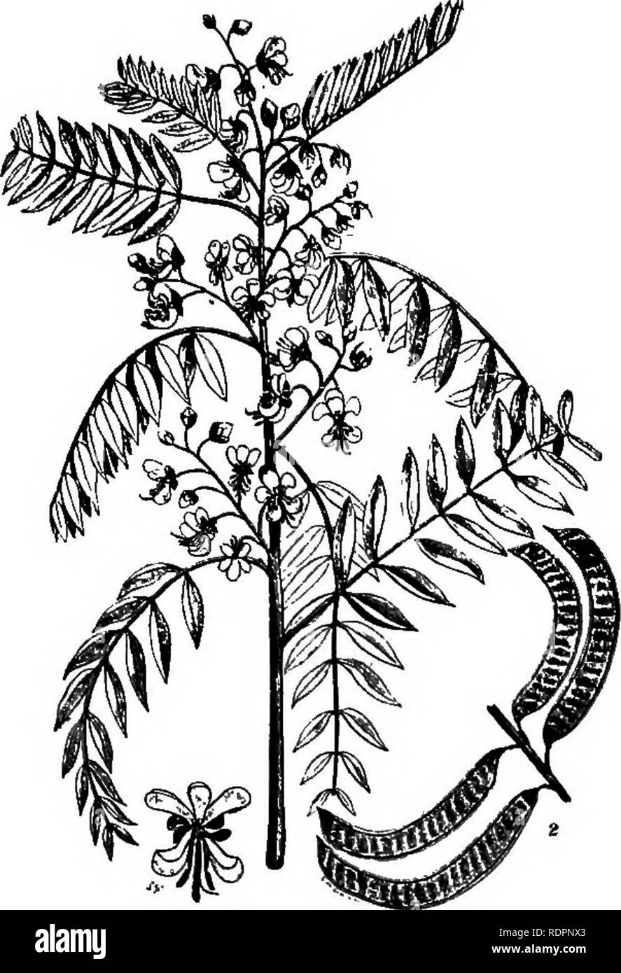 . Le livre de mauvaises herbes de l'Indiana. Les mauvaises herbes. Les mauvaises herbes de la famille des pois. 89. moins courant vers le nord. June-Sept.- Dans la forme des fleurs sauvages le senna, perdrix rouge, pois-bud, Kentucky Coffee Tree et quelques autres diffèrent en ce que l'up- par pétale ou la norme est en- fermé par les ailes dans l'oeuf, alors que dans la famille des pois bon la norme des chevauchements ou enferme les ailes. Le séné sauvage se propage par de profondes racines vivaces et couvre de vastes zones densément souvent. Remèdes : mow- ing avant que les fleurs s'épanouir, deux ou trois fois chaque saison ; coupe avec la houe ou spud et salage. Le pois perdrix (C. chami- cecri Banque D'Images